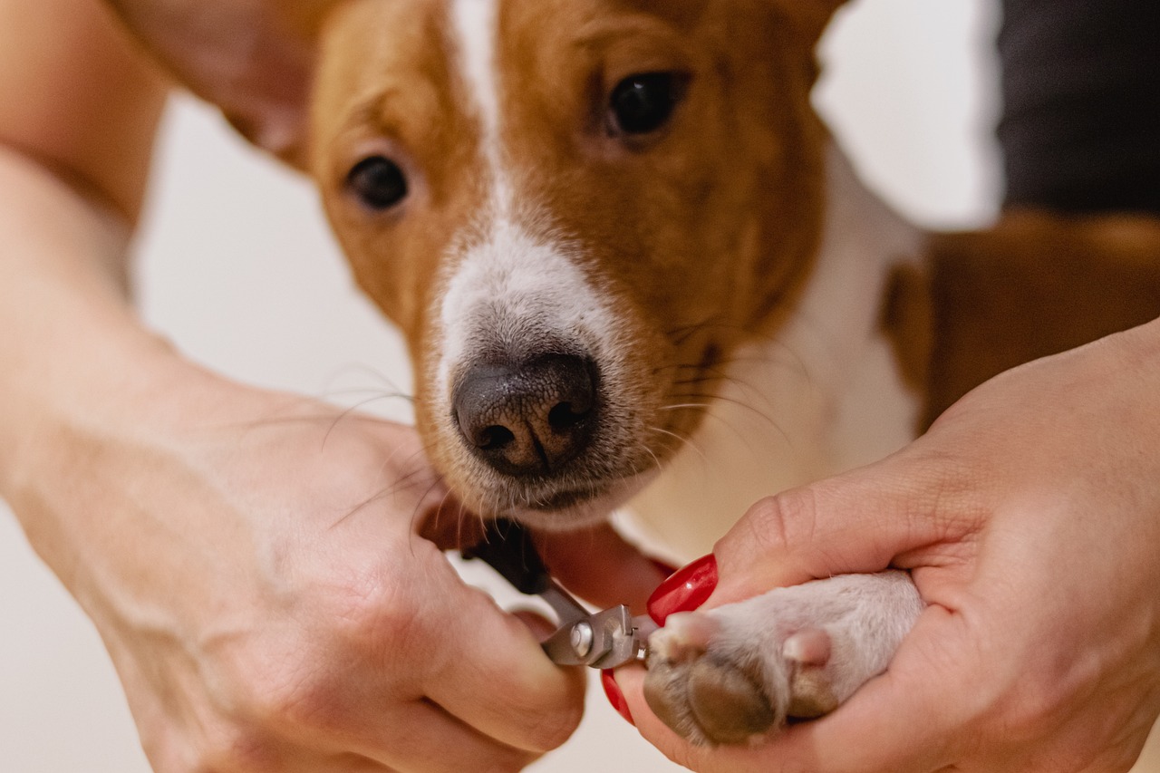 How to Deal with Matting in Long-Haired Pets